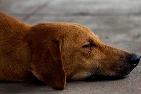 老犬の床ずれが化膿した！ウジが湧いた！正しい対処法は？