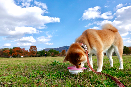 高齢犬の体にいいサーモンの栄養