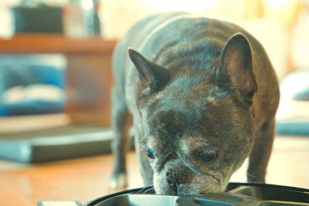 老犬の食欲不振には食いつきNo.1のブッチ