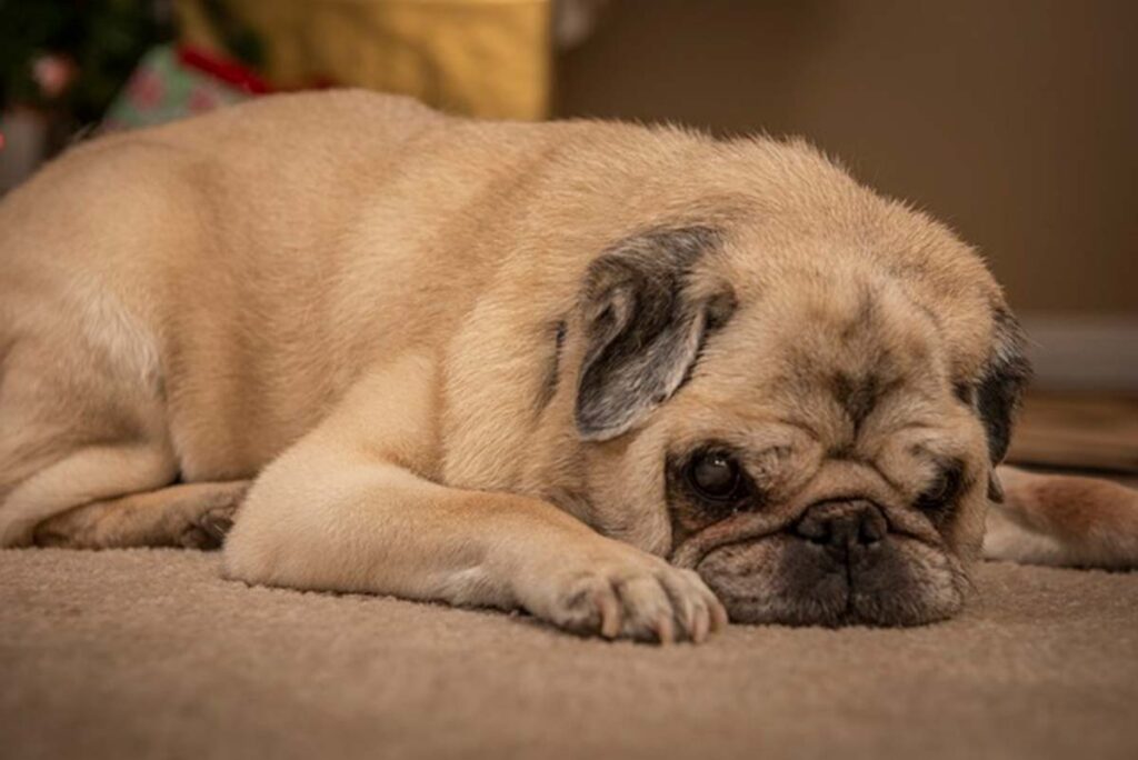 老犬の食欲不振を解消するブッチドッグフード