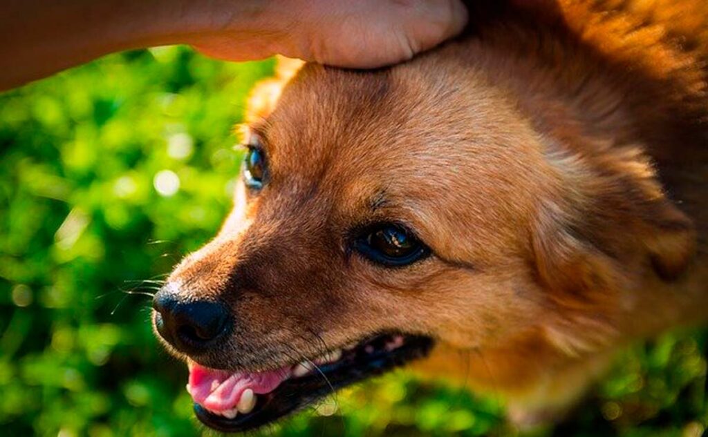 首が下がる犬の下向き歩きの対策は？