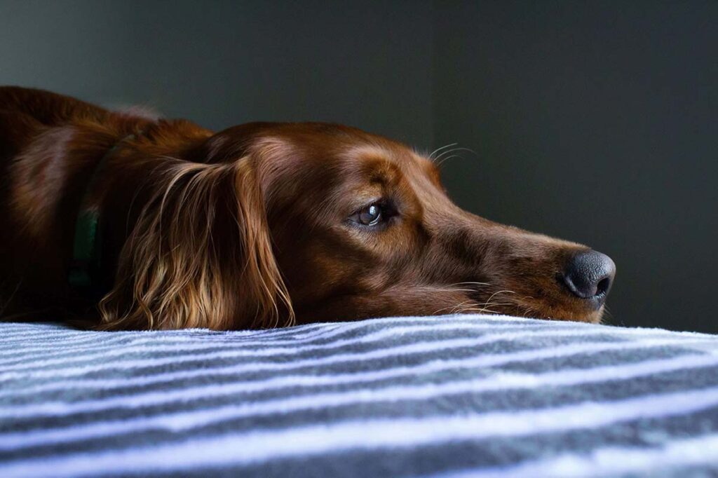 犬種別アマニ油の適切な給与量 正しい与え方やリスクも