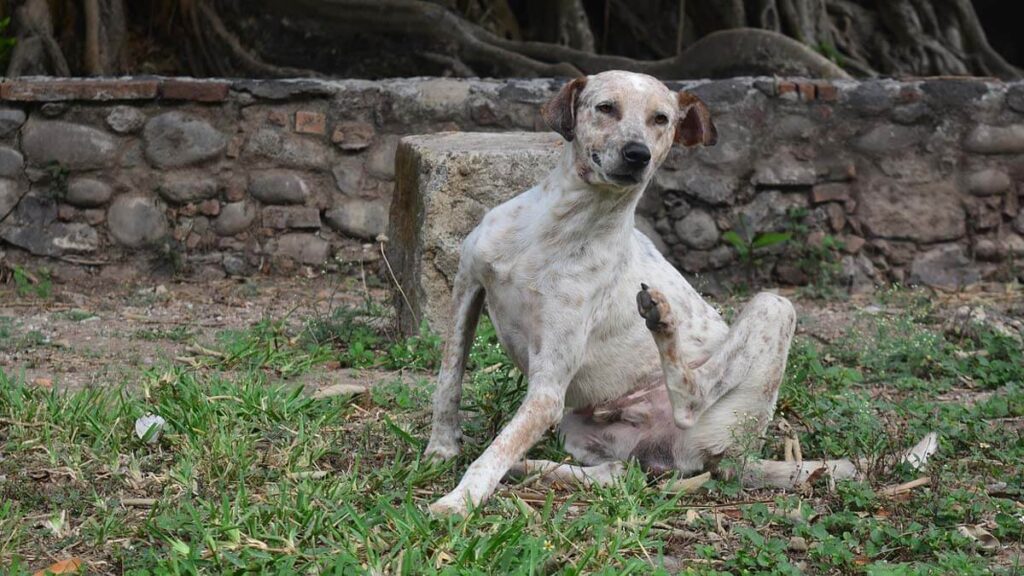 老犬のフケの量が増えたら放置NG！主な原因と対策は？