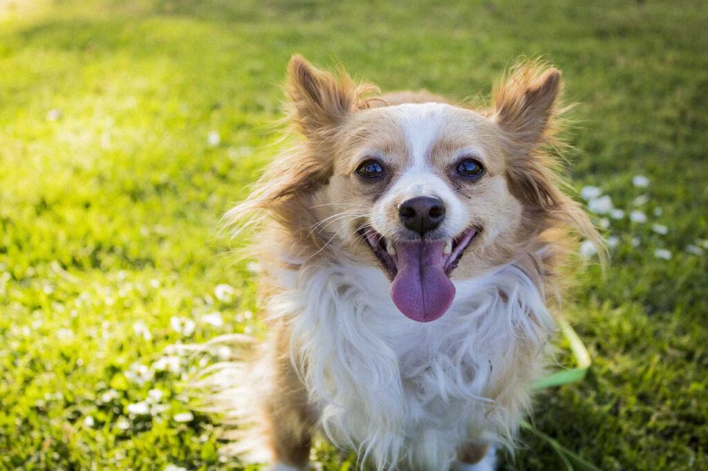 長寿のための生活習慣  カナガンにシニア犬用は無い？カナガンから切り替えるべきシニアフードはこれ