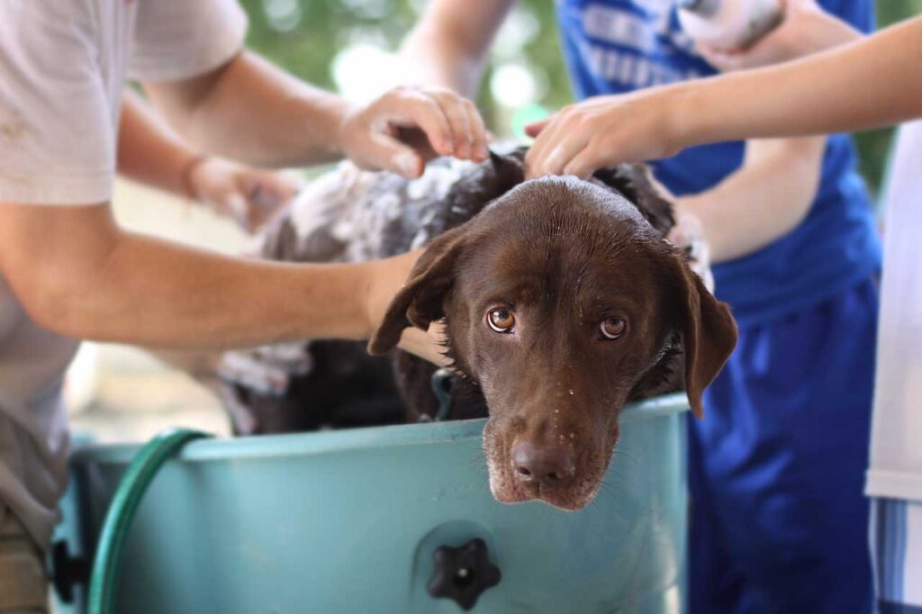 老犬のシャンプー頻度や適切なトリミング方法は？