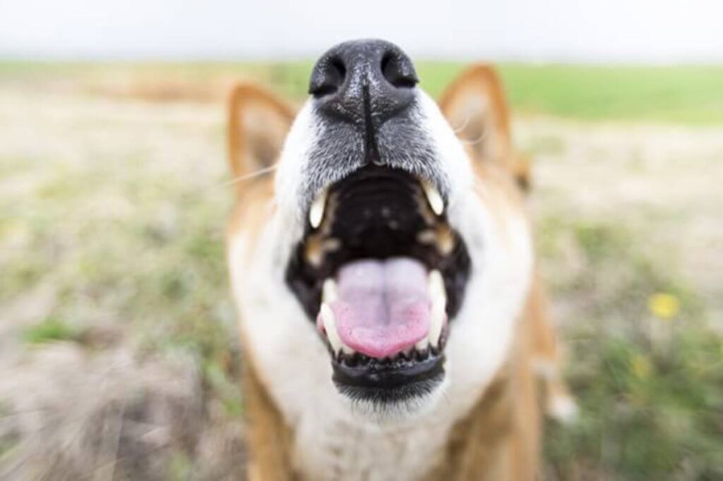 歯磨きを嫌がる成犬老犬の口臭対策グッズおすすめは？食べるジェルがベスト