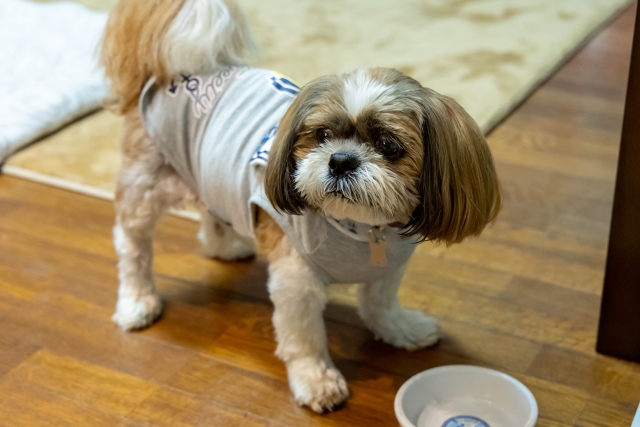 猫用チャオちゅーるを愛犬が食べた！キャットフードを犬が食べたら危険？