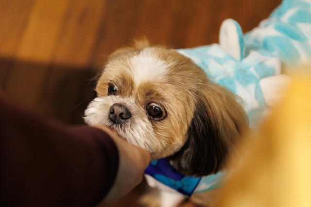 猫用チャオちゅーるを愛犬が食べた！キャットフードを犬が食べたら危険？