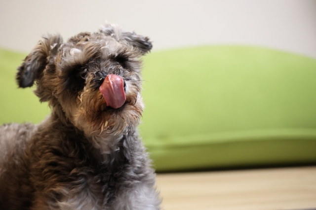 猫用チャオちゅーるを愛犬が食べた！キャットフードを犬が食べたら危険？