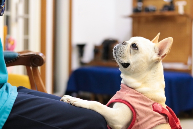 猫用チャオちゅーるを愛犬が食べた！キャットフードを犬が食べたら危険？