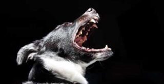 犬の夜鳴きイメージ