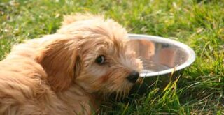 高齢犬（老犬）の水分補給対策