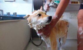 犬にフルーツグラノーラやコーンフレークを食べさせて大丈夫 シニア犬の健康ケアに欠かせないポイントは 犬にフルーツグラノーラやコーンフレークを食べさせて大丈夫 シニア犬の健康ケアに欠かせないポイントは