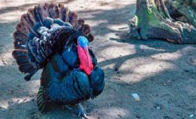 犬に七面鳥（ターキー）を与えてもOK？