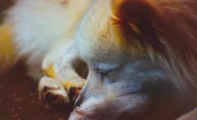犬にフルーツグラノーラやコーンフレークを食べさせて大丈夫 シニア犬の健康ケアに欠かせないポイントは 犬にフルーツグラノーラやコーンフレークを食べさせて大丈夫 シニア犬の健康ケアに欠かせないポイントは