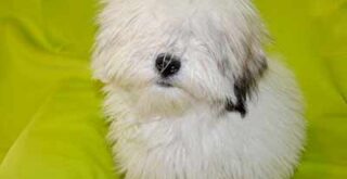 高齢犬のパサパサ被毛の艶を蘇らせるオイル3種類