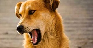 高齢犬が食事中や食後に変な咳！老化・誤嚥に要注意！