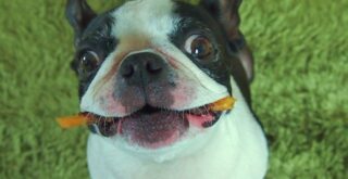 高齢犬に優しいジャーキーの与え方