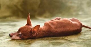 老犬の床ずれが化膿した！ウジが湧いた！正しい対処法は？