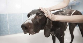 老犬のシャンプー頻度や適切なトリミング方法は？