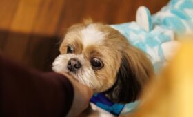 猫用チャオちゅーるを愛犬が食べた！キャットフードを犬が食べたら危険？